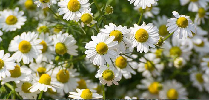 Chamomile