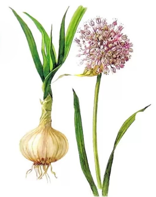 shalot
